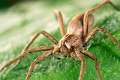 Pisauridae_pisaura-5