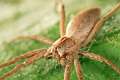 Pisauridae_pisaura-6