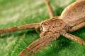 Pisauridae_pisaura-7