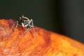 Salticidae_0077
