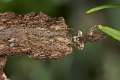 Salticidae_0111-1