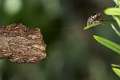 Salticidae_0118
