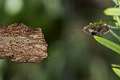 Salticidae_0121