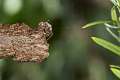 Salticidae_0127
