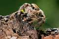 Salticidae_0276