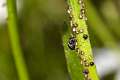 Salticidae_4142