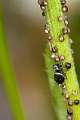 Salticidae_4150