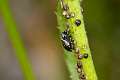 Salticidae_4151