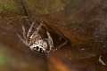 Salticidae_4699