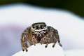 Salticidae_9607