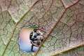 Salticidae_9780-1
