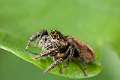 Salticidae_9913