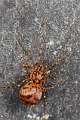 PBL_Araignees_2013_MG_4783