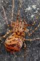 PBL_Araignees_2013_MG_4792