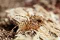 PBL_Araignees_2014_MG_7506