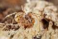 PBL_Araignees_2014_MG_7517