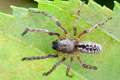 Segestriidae_0012
