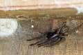 Segestriidae_1128