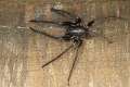 Segestriidae_1133-1