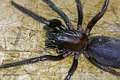 Segestriidae_1676