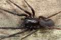 Segestriidae_4411-2