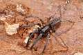 Segestriidae_4880