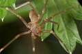 Sicariidae_0017