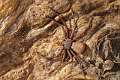 Sicariidae_1684