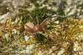 Sicariidae_7699