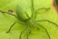 Sparassidae_0006