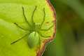 Sparassidae_0009