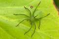 Sparassidae_0034