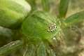 Sparassidae_0070