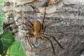 Sparassidae_1625