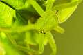 Sparassidae_3320