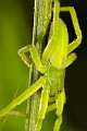 Sparassidae_3327