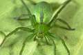 Sparassidae_9997