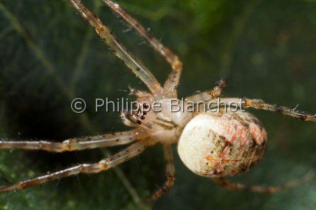 Tetragnathidae0393.JPG - France, Araneae, Tetragnathidae (Metidae), Araignée, Méta d'automne (Metellina segmentata), femelle, Lesser garden spider or Autumn spider