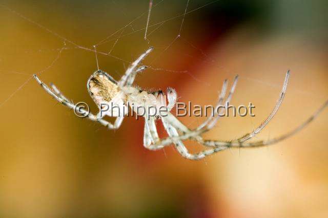 Tetragnathidae1368.JPG - France, Araneae, Tetragnathidae (Metidae), Araignée, Méta d'automne (Metellina segmentata), jeune suspendue à un fil de soie, Lesser garden spider or Autumn spider