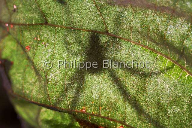 Tetragnathidae_0616-1.JPG - France, Araneae, Tetragnathidae (Metidae), Araignée, Méta d'automne (Metellina segmentata), contre-jour, Lesser garden spider or Autumn spider