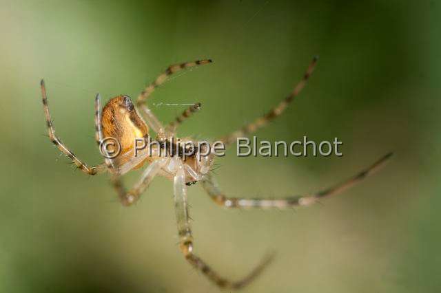 Tetragnathidae_0637.JPG - France, Araneae, Tetragnathidae (Metidae), Araignée, Méta d'automne (Metellina segmentata), femelle suspendue à un fil de soie, Lesser garden spider or Autumn spider