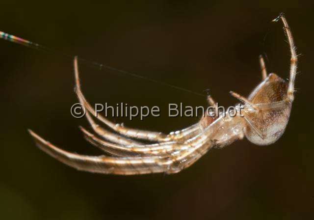 Tetragnathidae_0687.JPG - France, Araneae, Tetragnathidae (Metidae), Araignée, Méta d'automne (Metellina segmentata), suspendue à un fil de soie, Lesser garden spider or Autumn spider