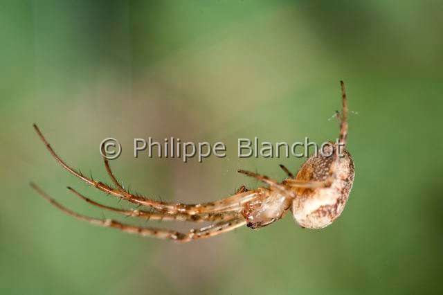 Tetragnathidae_0701.JPG - France, Araneae, Tetragnathidae (Metidae), Araignée, Méta d'automne (Metellina segmentata), femelle suspendue à un fil de soie, Lesser garden spider or Autumn spider