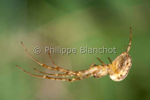 Tetragnathidae_0704.JPG - France, Araneae, Tetragnathidae (Metidae), Araignée, Méta d'automne (Metellina segmentata), femelle suspendue à un fil de soie, Lesser garden spider or Autumn spider