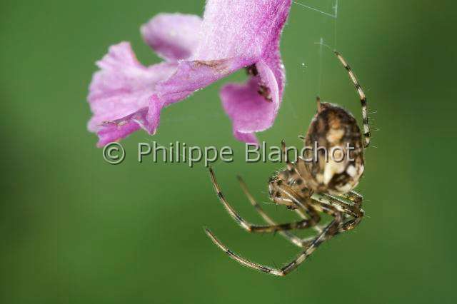 Tetragnathidae_4322.JPG - France, Araneae, Tetragnathidae (Metidae), Araignée, Méta d'automne (Metellina segmentata), femelle suspendue à un fil de soie, Lesser garden spider or Autumn spider