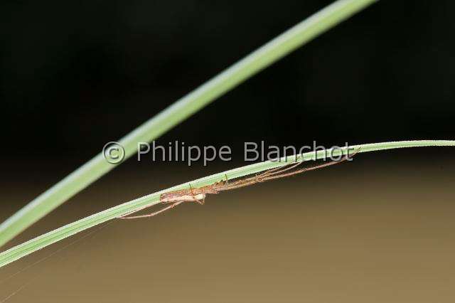 Tetragnathidae_7947.JPG - France, Araneae, Tetragnathidae, Tétragnathe étirée (Tetragnatha extensa), Longjawed orbweaver, in "Portraits d'araignées" de Christine Rollard et Philippe Blanchot, ed. Quae 