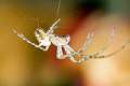 Tetragnathidae1368