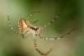 Tetragnathidae_0637