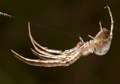 Tetragnathidae_0687