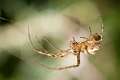 Tetragnathidae_0695